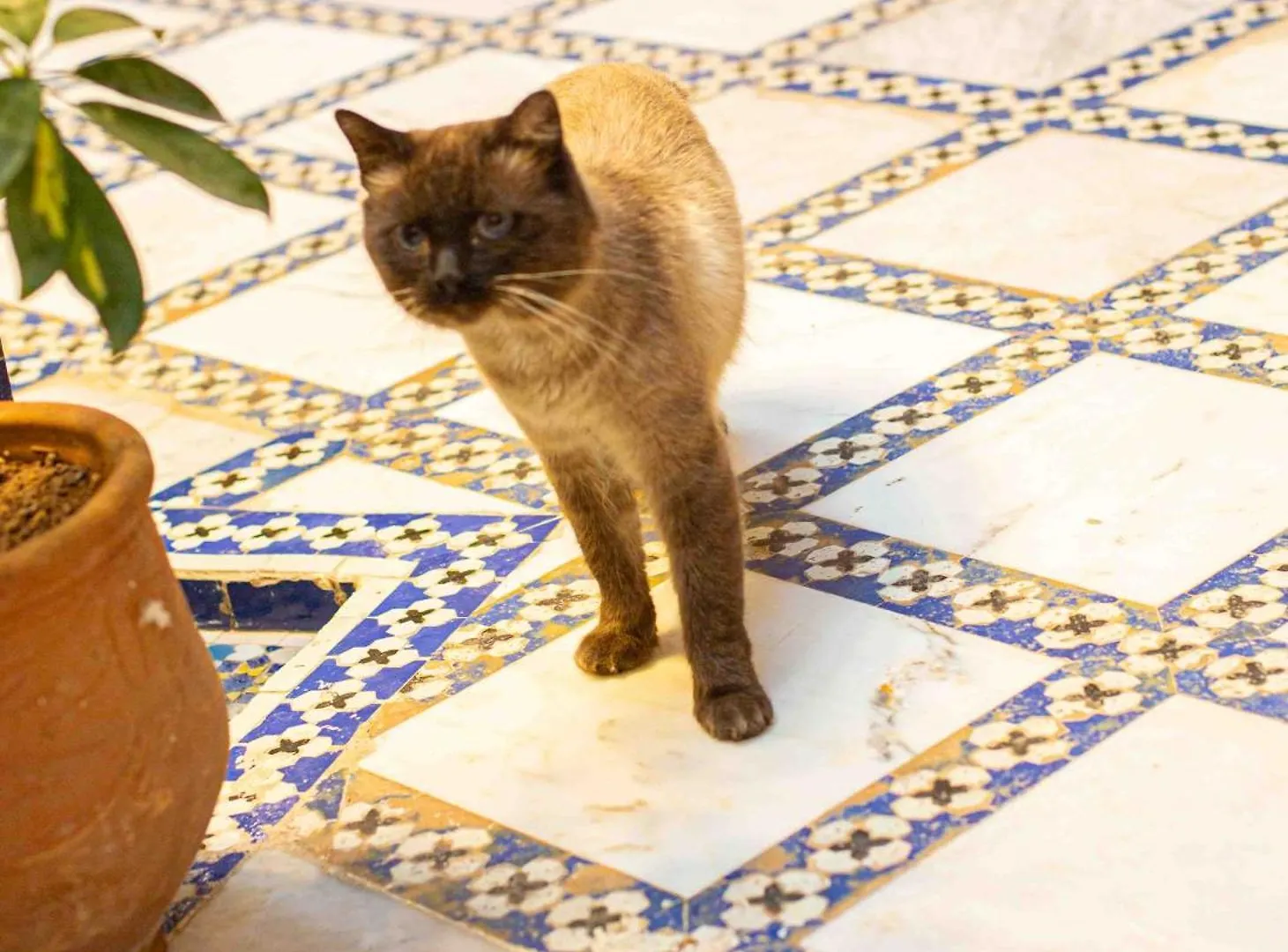 **  Riad Fes Iline Marokko